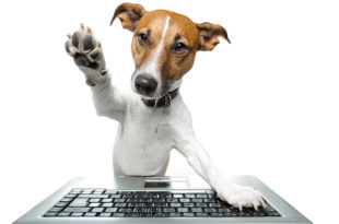 a dog standing on a keyboard