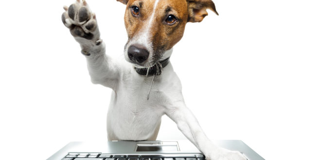 a dog standing on a keyboard