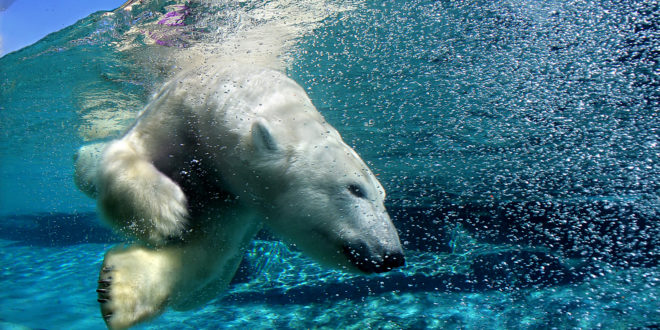a polar bear swimming under water