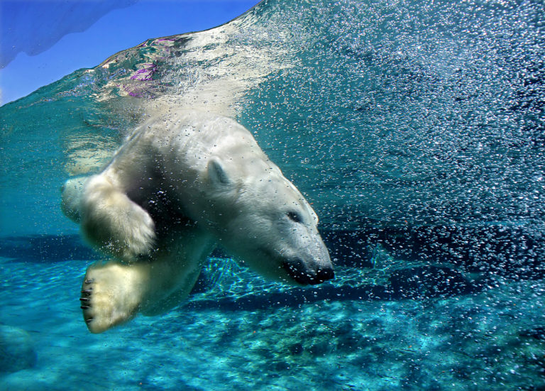 a polar bear swimming under water