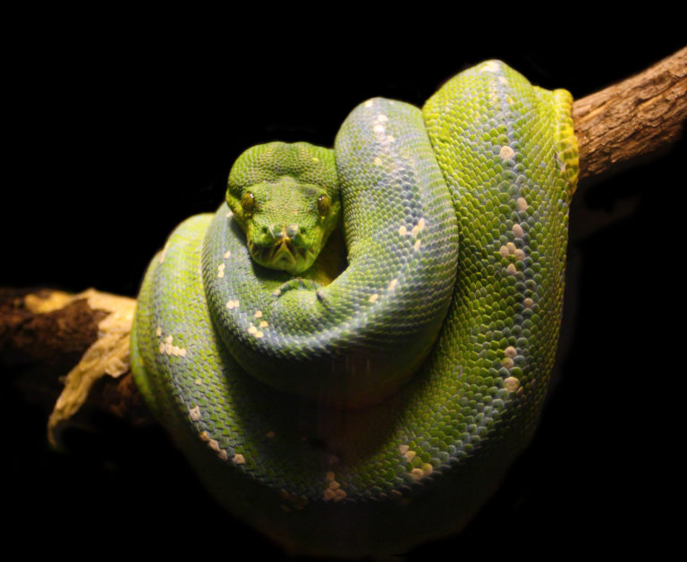 a green snake curled up on a branch