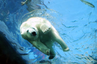 a polar bear swimming under water