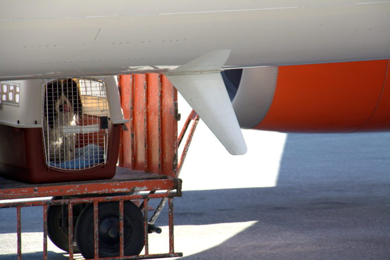 a dog sitting in a cart on a plane