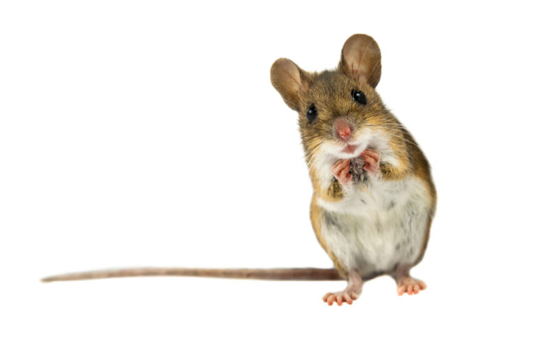 a mouse standing on its hind legs