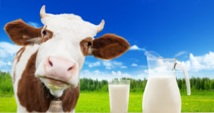 a cow standing next to a glass of milk