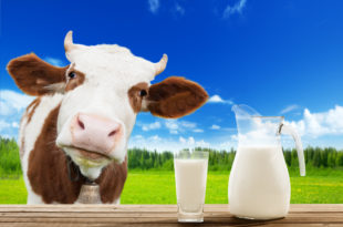 a cow standing next to a glass of milk