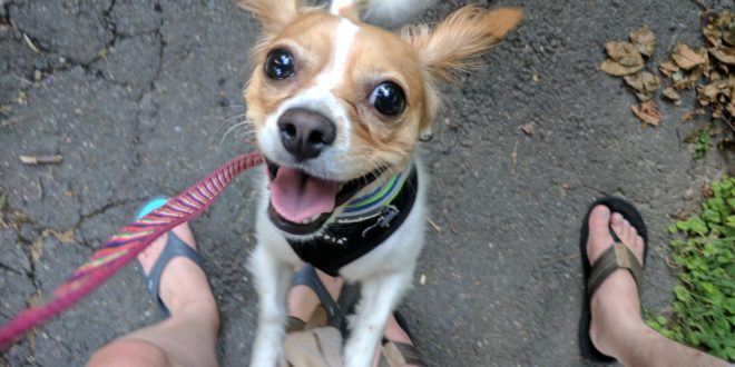 a dog standing on a sidewalk