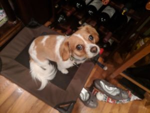 a dog standing on a mat next to a wine rack