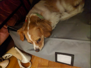 a dog lying on a bag