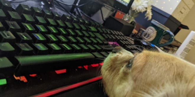 a dog looking at a keyboard